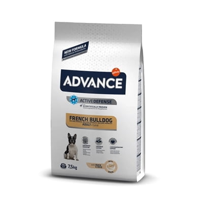 advance adult french bulldog-1