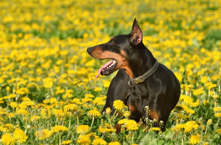 doberman pinscher pals